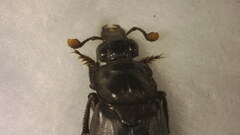 Nicrophorus nigrita