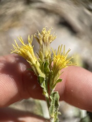 Ericameria discoidea