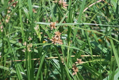 Schoenoplectus americanus