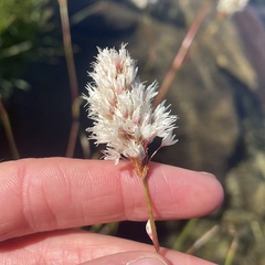 Bistorta bistortoides