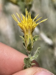 Ericameria discoidea