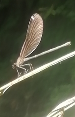 Calopteryx haemorrhoidalis