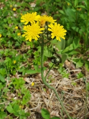 Hieracium