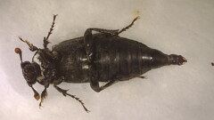 Nicrophorus nigrita