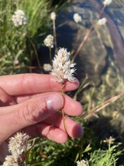 Bistorta bistortoides