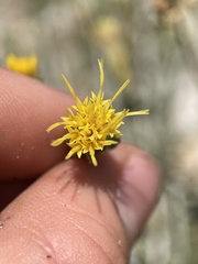 Ericameria discoidea