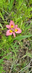 Moraea tricolor