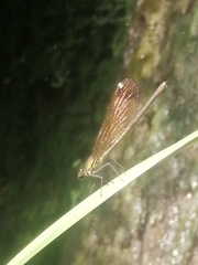 Calopteryx haemorrhoidalis
