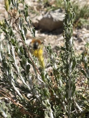 Ericameria discoidea