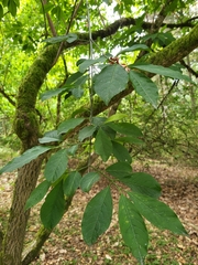 Euonymus hamiltonianus