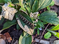 Antennaria plantaginifolia