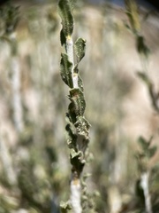 Ericameria discoidea