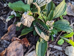 Antennaria plantaginifolia