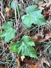Ampelopsis