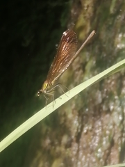 Calopteryx haemorrhoidalis