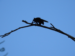 Mallophora leschenaulti