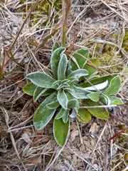 Stachys byzantina