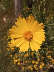 Coreopsis