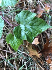 Ampelopsis