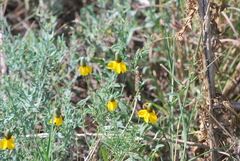 Ratibida columnifera