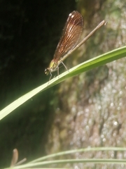 Calopteryx haemorrhoidalis
