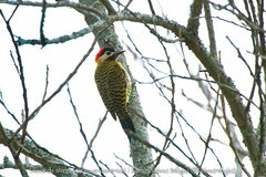 Colaptes melanochloros