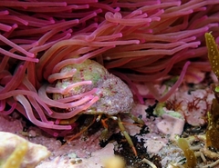 Clibanarius erythropus