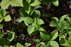 Arctocrania