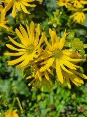Silphium perfoliatum