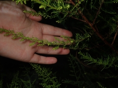Artemisia capillaris