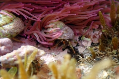 Clibanarius erythropus