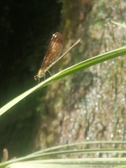 Calopteryx haemorrhoidalis