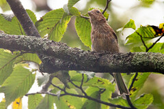 Carpodacus sibiricus