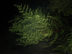 Artemisia capillaris