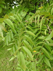 Juglans nigra