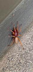 Dysdera