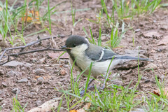 Parus minor