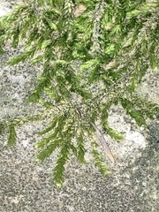 Plagiothecium cavifolium