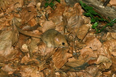 Muscardinus avellanarius