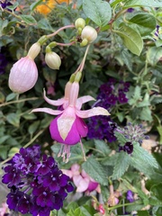 Fuchsia