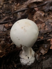 Phalloideae