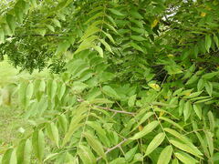 Juglans nigra