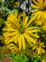 Silphium perfoliatum
