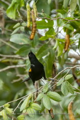 Icterus pyrrhopterus