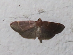 Hypsopygia glaucinalis