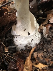 Phalloideae