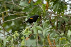 Icterus pyrrhopterus
