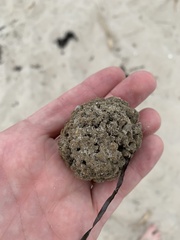 Clathria