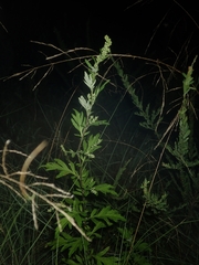 Artemisia princeps