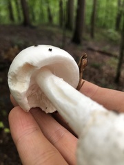 Phalloideae